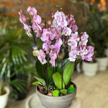 Композиція з орхідей в кашпо h 85 см