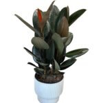 Photoroom_20260413_182655