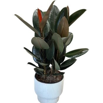 Фікус Робуста на три стовбури