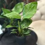 Photoroom_20260413_202706