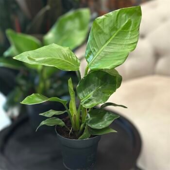 Стреліція Миколая дві рослини в горщику