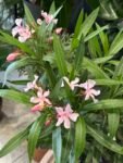 Photoroom_20260512_160402