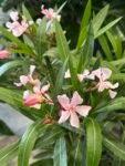 Photoroom_20260512_160402