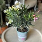 Photoroom_20260512_160402
