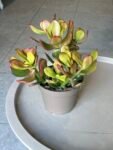 Photoroom_20260604_170956