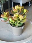 Photoroom_20260604_170956