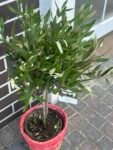Photoroom_20260622_153344