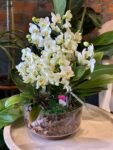 Photoroom_20260622_151053