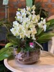 Photoroom_20260622_151053