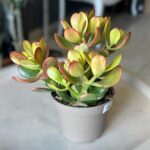 Photoroom_20260604_170956