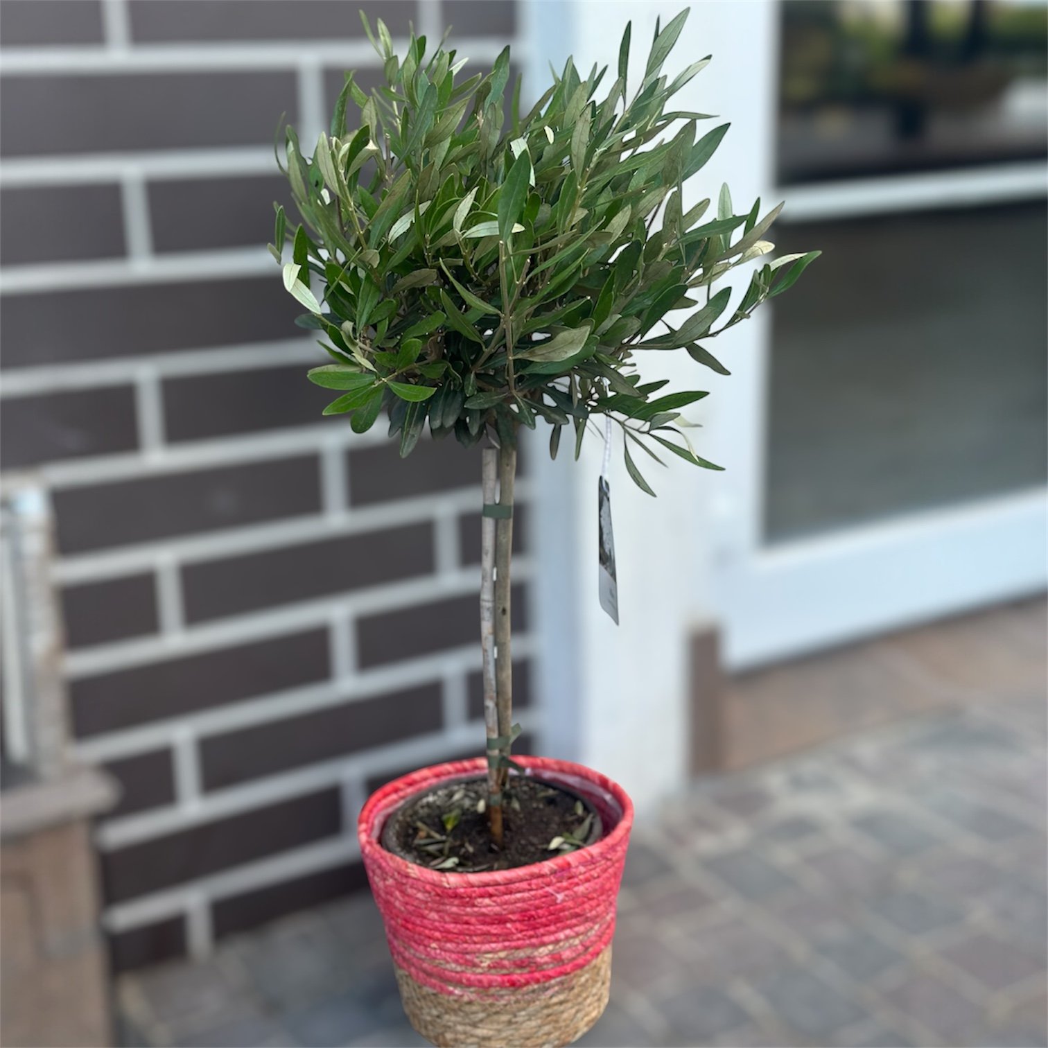 Photoroom_20260622_153344