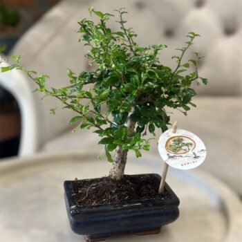 Бонсай Кармона квітуча Carmona Microphylla 30 см