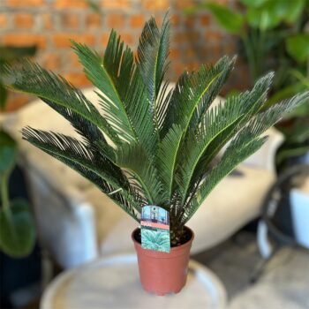 Цикас Революта (Cycas Revoluta)
