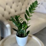 Photoroom_20260721_162209