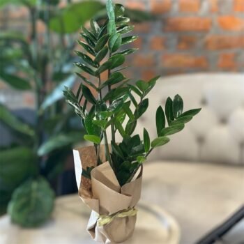 Заміокулькас (Zamioculcas)
